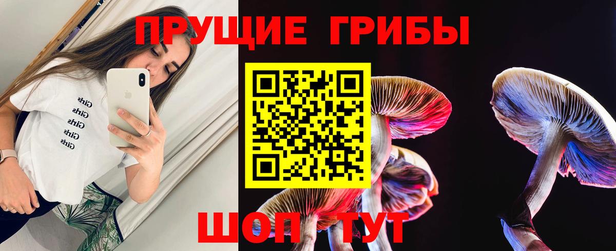 как найти   Псилоцибиновые грибы GOLDEN TEACHER  Вход с VPN  Жигулёвск  Псилоцибиновые грибы Psilocybe 